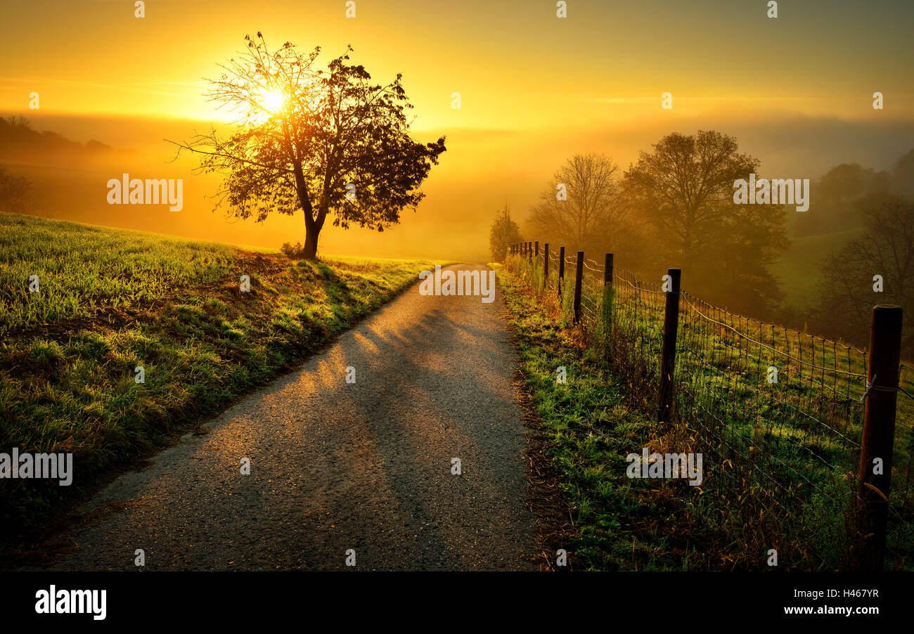 Idilliaco paesaggio rurale su una collina con un albero in un prato di sunrise, un sentiero conduce nella calda luce d'oro Foto Stock