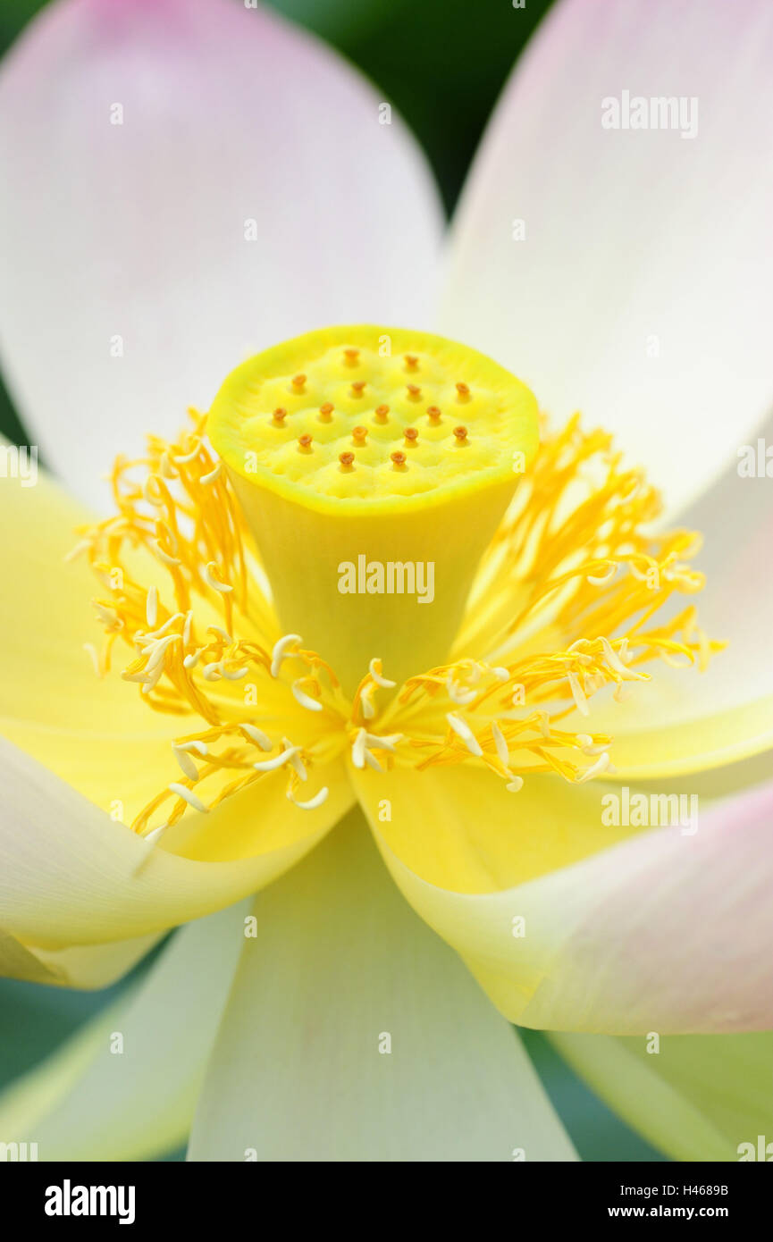 Indian lotus, Nelumbo nucifera, Foto Stock