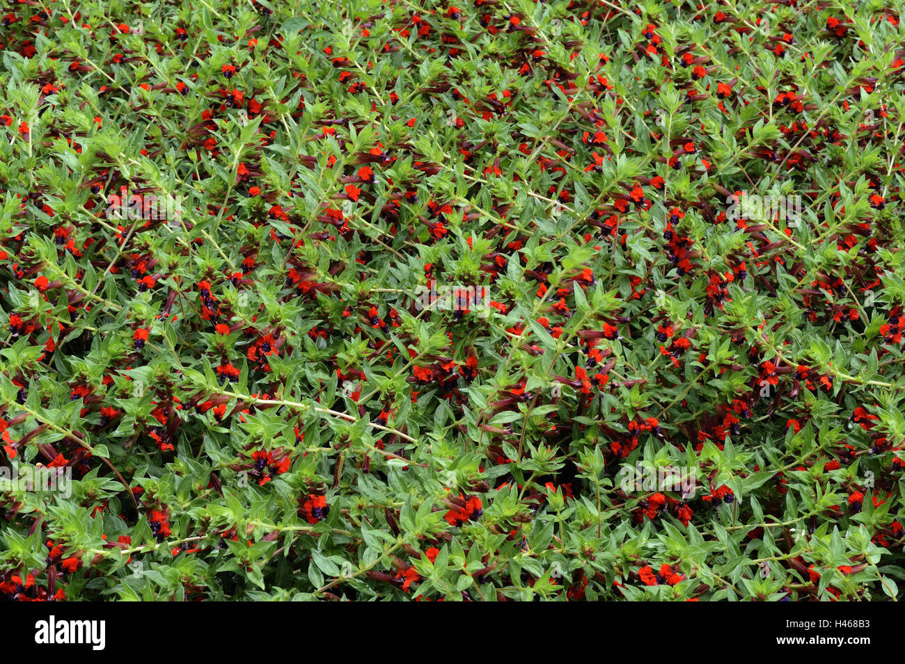 Cuphea, poco faretra fiori, Cuphea ignea, Foto Stock