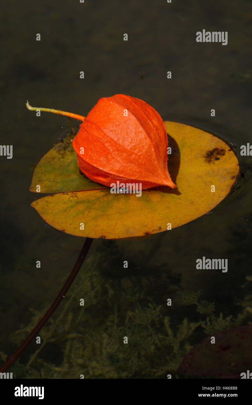 Giglio di acqua foglie, lampion fiore, Foto Stock