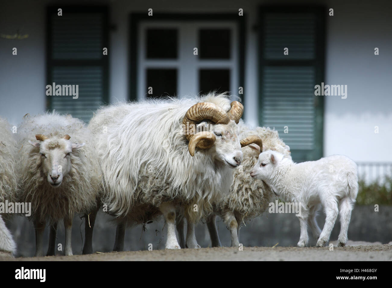 Skudden, pecore, Ovis aries, Germania, moor pecore, gruppo, ram, capra, corna, capra, agnello, giovane animale, robusta, selvaggi-ungulato, ovini domestici, beneficio razze animali, Foto Stock