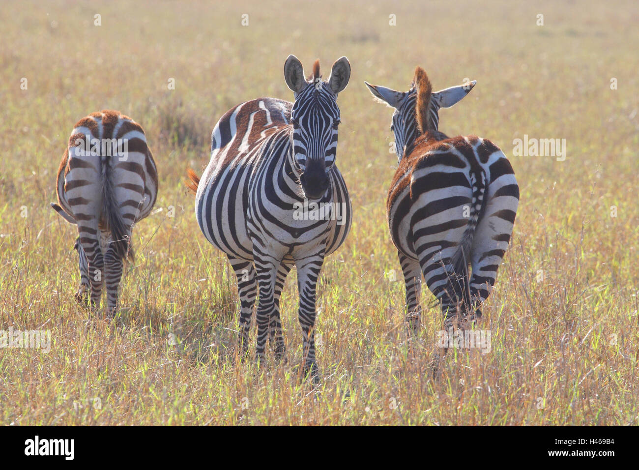 Steppa zebre nella savana Foto Stock