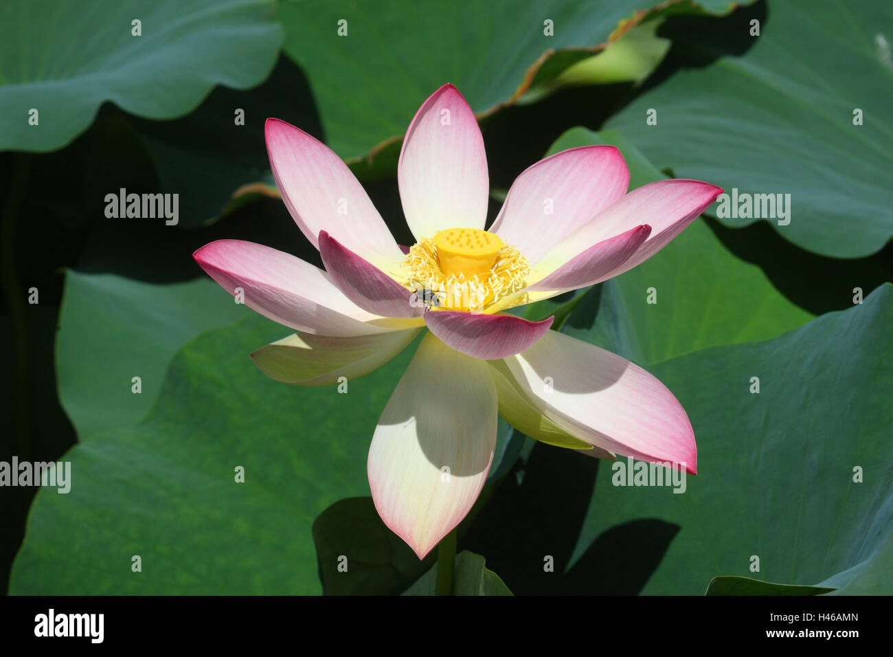 Loto indiano, Foto Stock