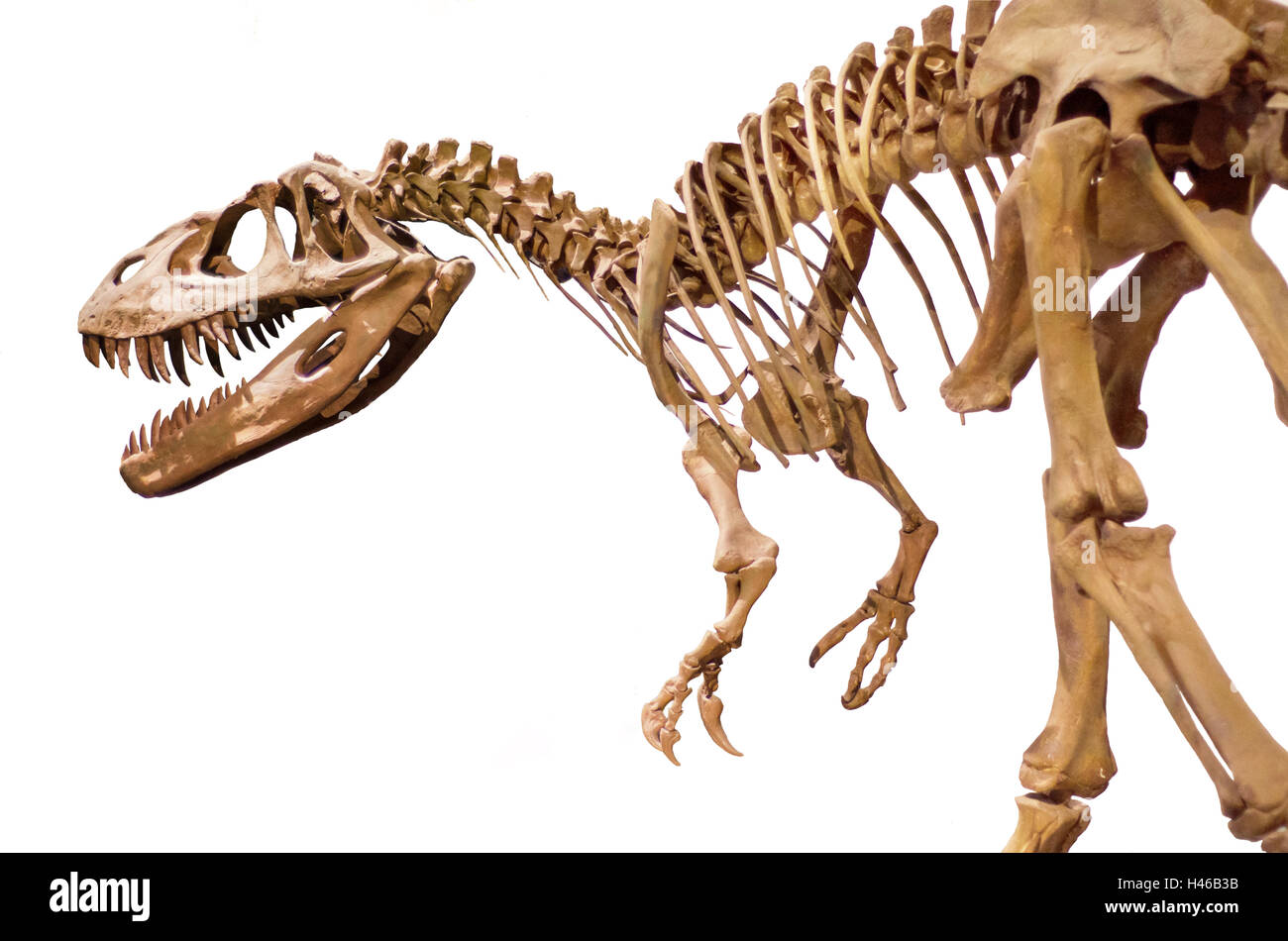 Scheletro di dinosauro bianco su sfondo isolato Foto Stock