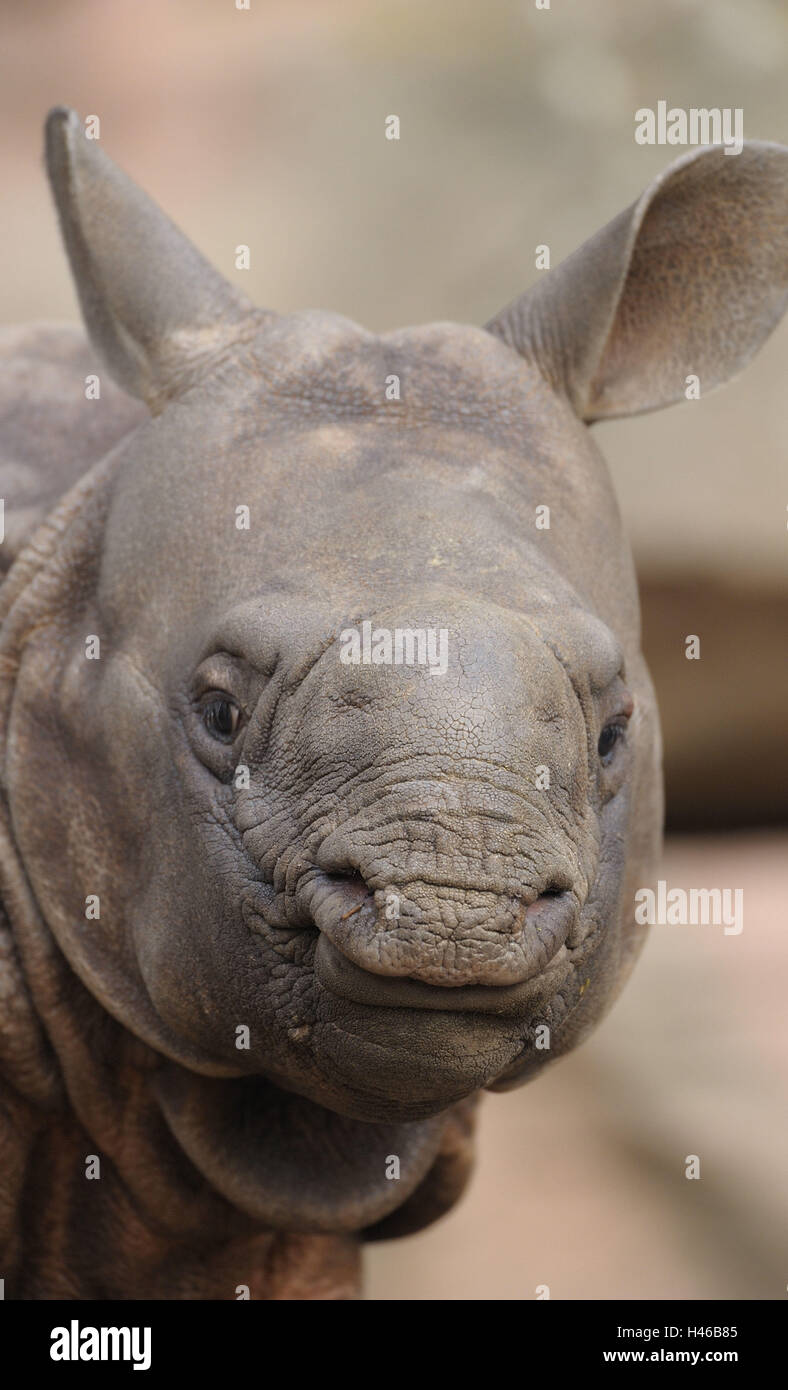 Rinoceronte, il rinoceronte indiano, Rhinoceros unicornis, giovane animale, ritratto, visualizzazione Foto Stock