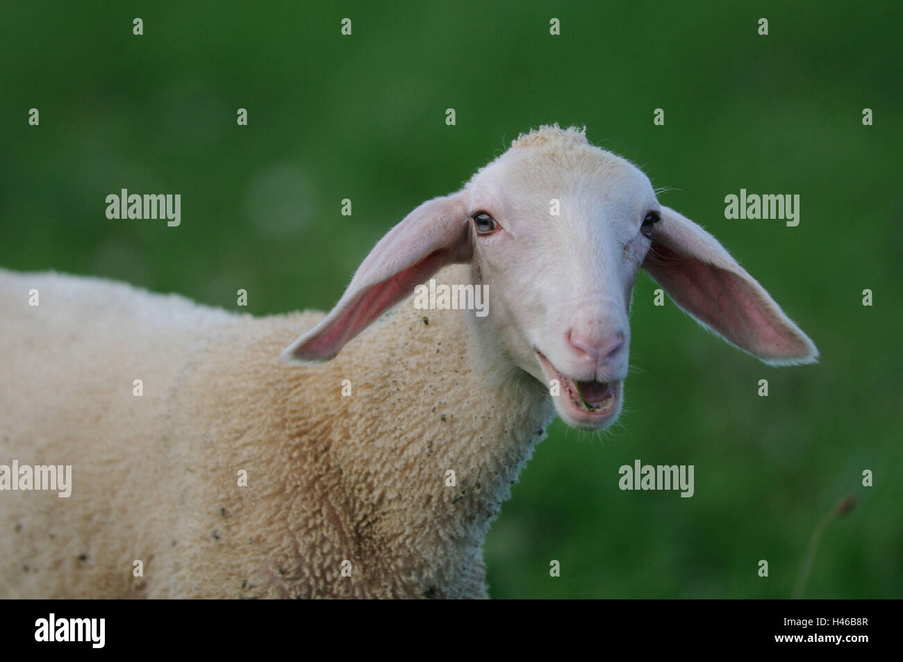 Gli animali domestici delle specie ovina, Ovis orientalis aries, agnello, Foto Stock