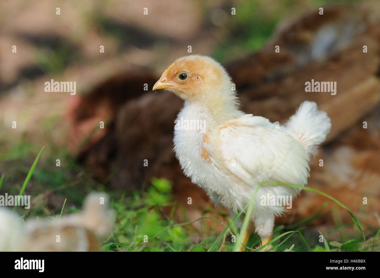 Pollo, Gallus gallus domesticus, pulcino, Foto Stock