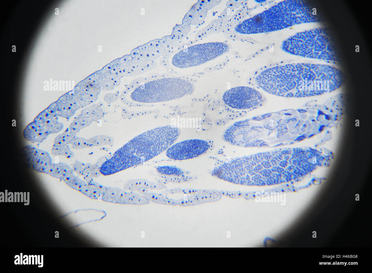 Fotografia microscopica. Grasshopper meiosi. Foto Stock