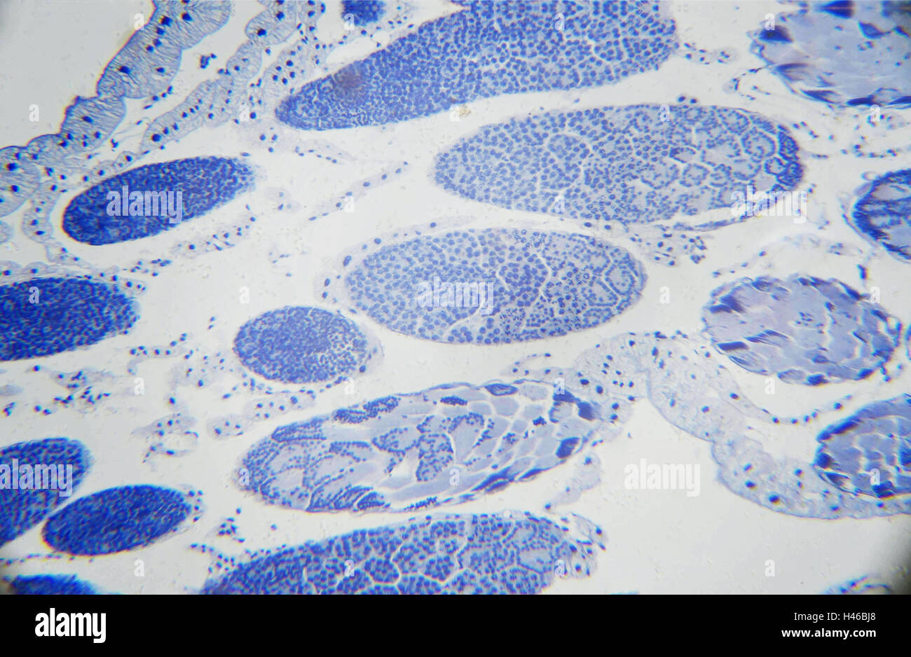 Fotografia microscopica. Grasshopper meiosi. Foto Stock