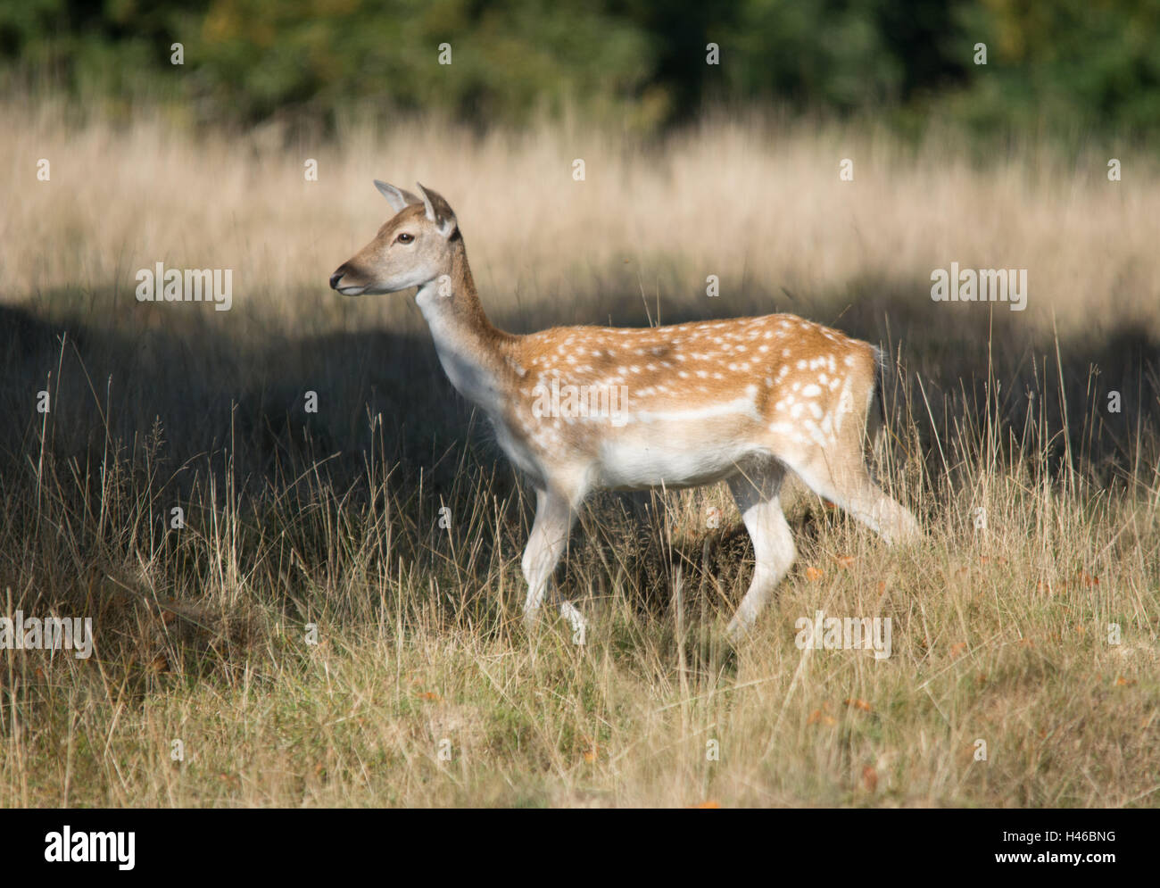 Daini doe in inizio di mattina di sole autunnale a Petworth Park nel West Sussex, in Inghilterra Foto Stock