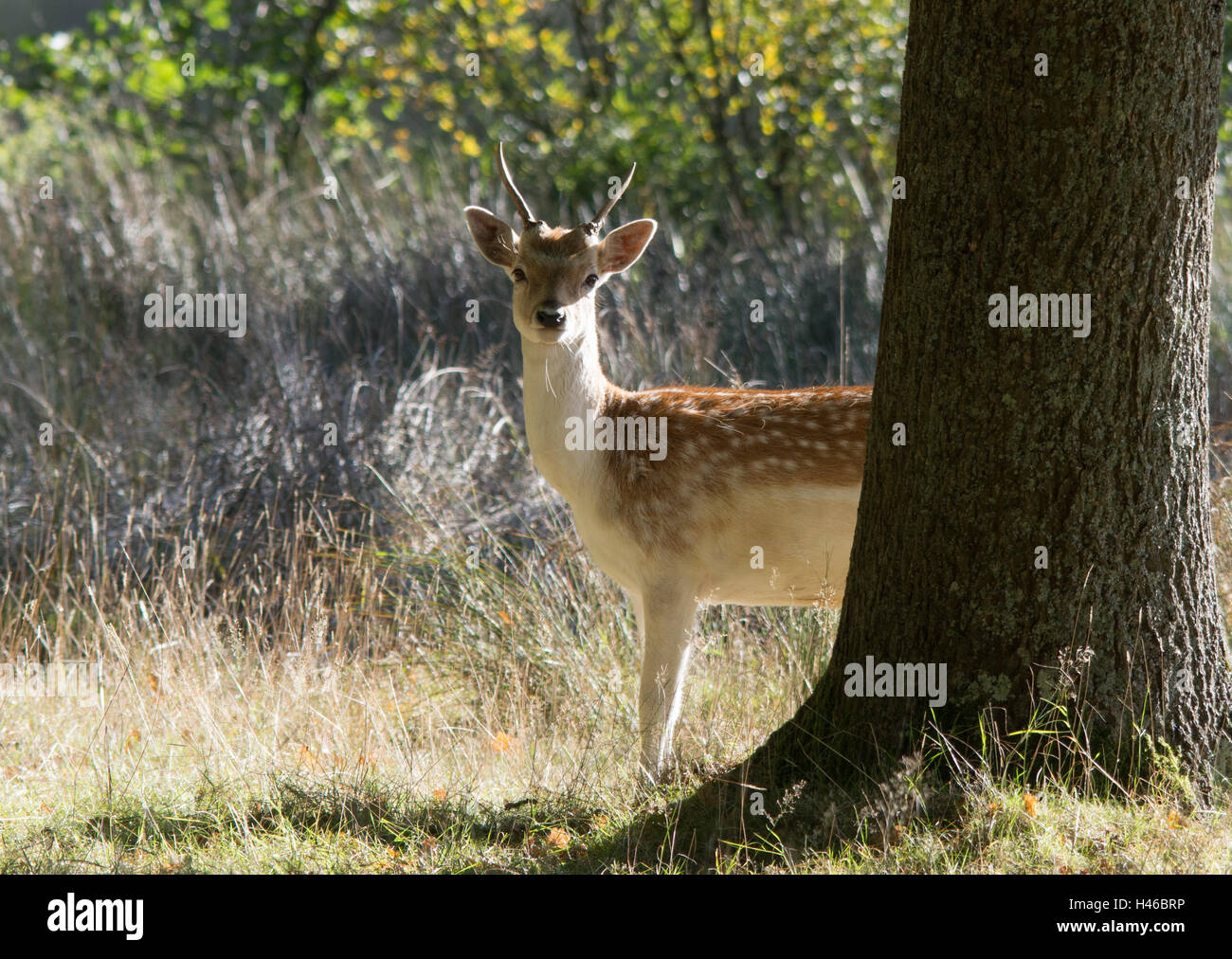 Giovane daino stag (buck) durante l autunno a Petworth Park nel West Sussex, in Inghilterra Foto Stock