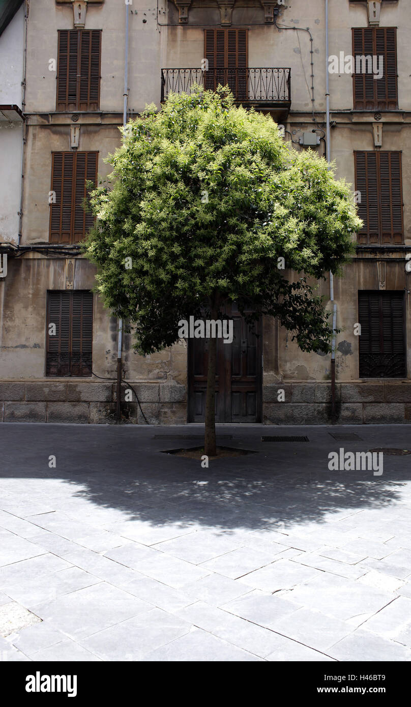 Spagna Isole Baleari Maiorca, Palma, facciata di casa, albero, Foto Stock