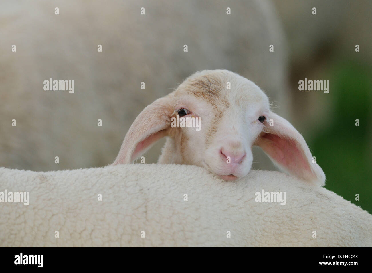 Gli animali domestici delle specie ovina, Ovis orientalis aries, agnello, Foto Stock