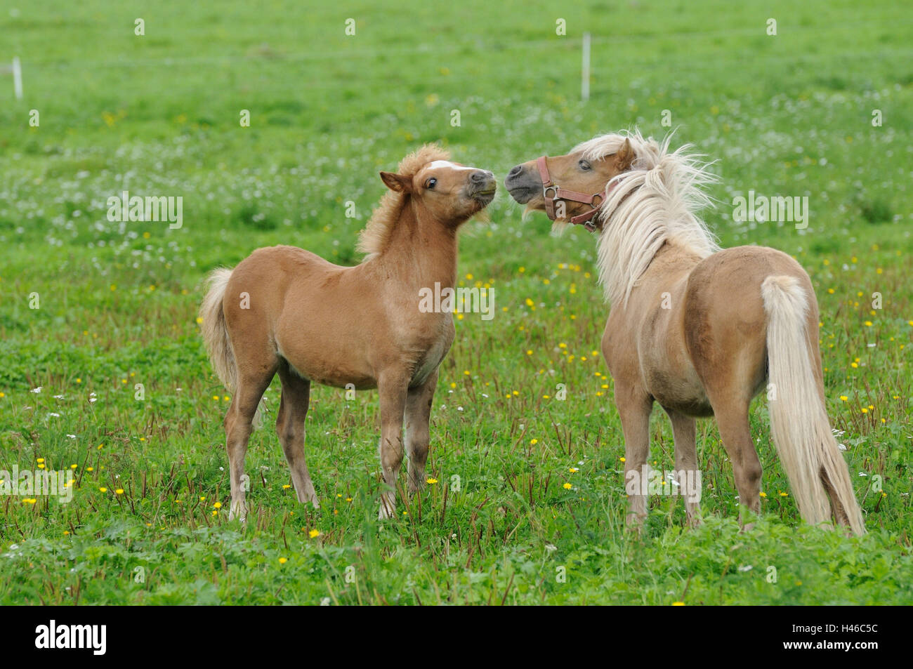 Pony Welsh, madre animale, giovane animale, Foto Stock
