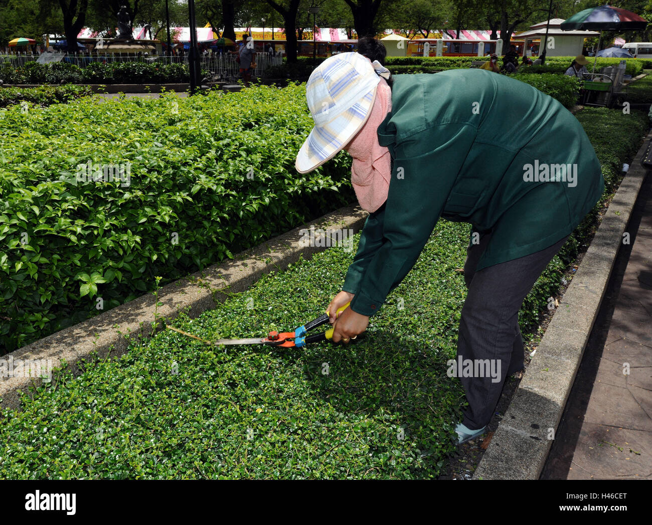 La donna, la potatura-cesoia, giardinaggio, Thailandia, giardiniere, persona, copricapo, tagliasiepi, tagliare, lavoro, occupazione, la cura e la cura del giardino, Foto Stock