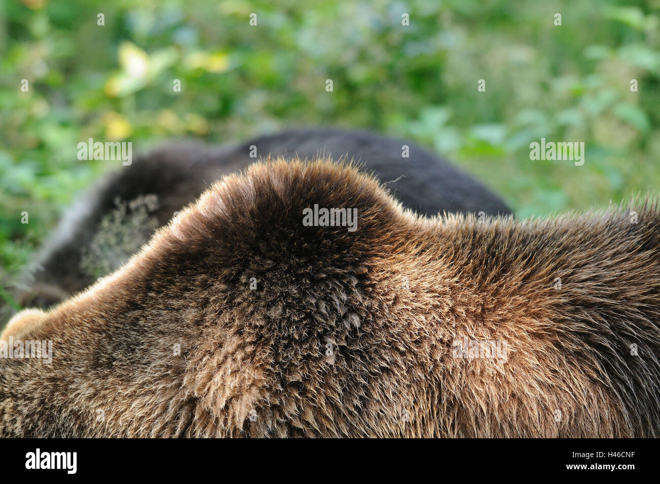 Orso bruno Ursus arctos, pelliccia, indietro, vista laterale Foto Stock