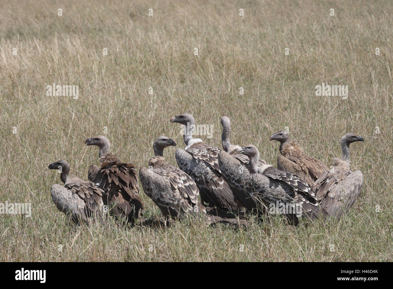 Retro bianco vulture gruppo siede in erba, Foto Stock