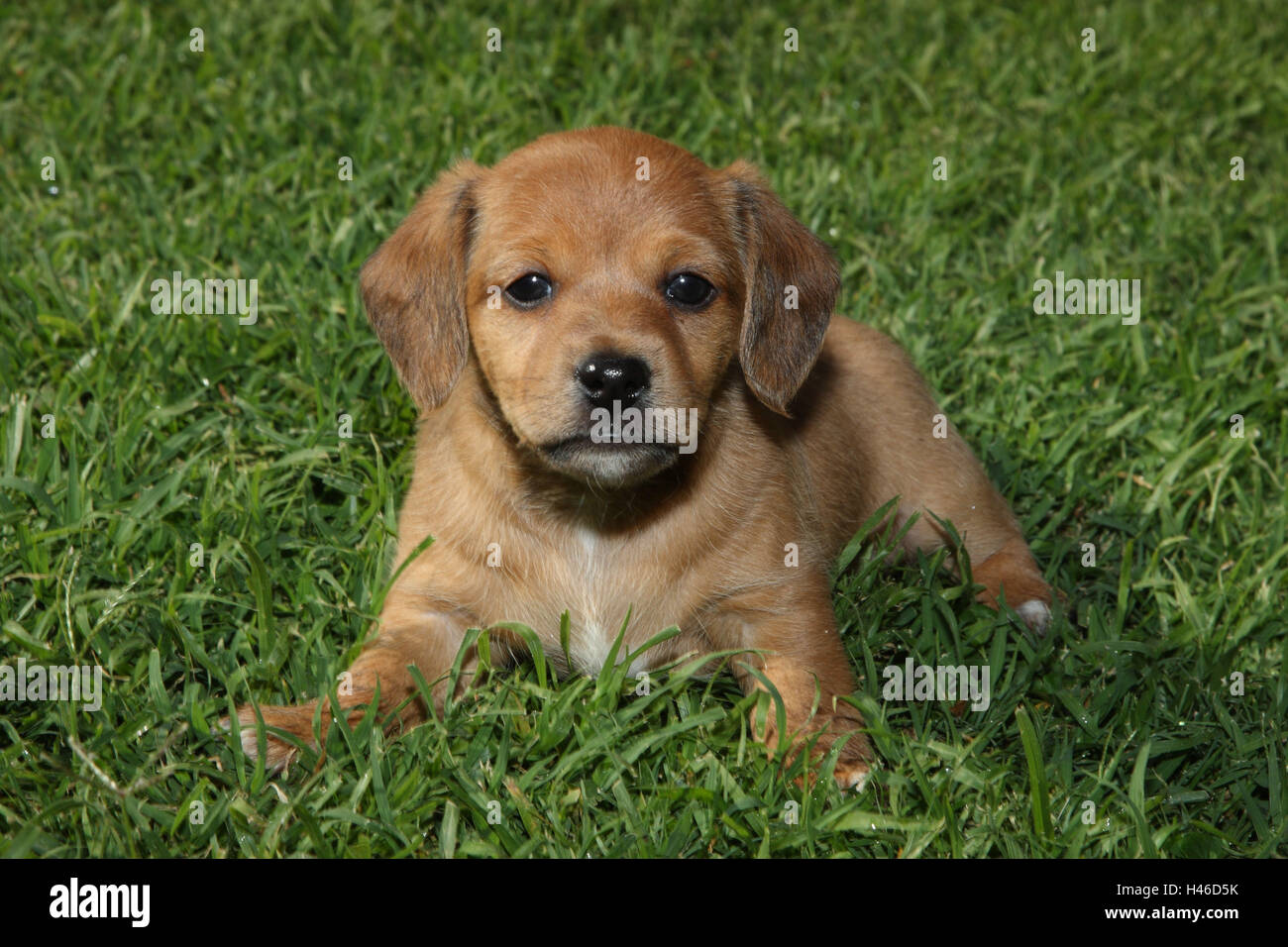 Giovane cane ibrida risiede nell'erba, Foto Stock