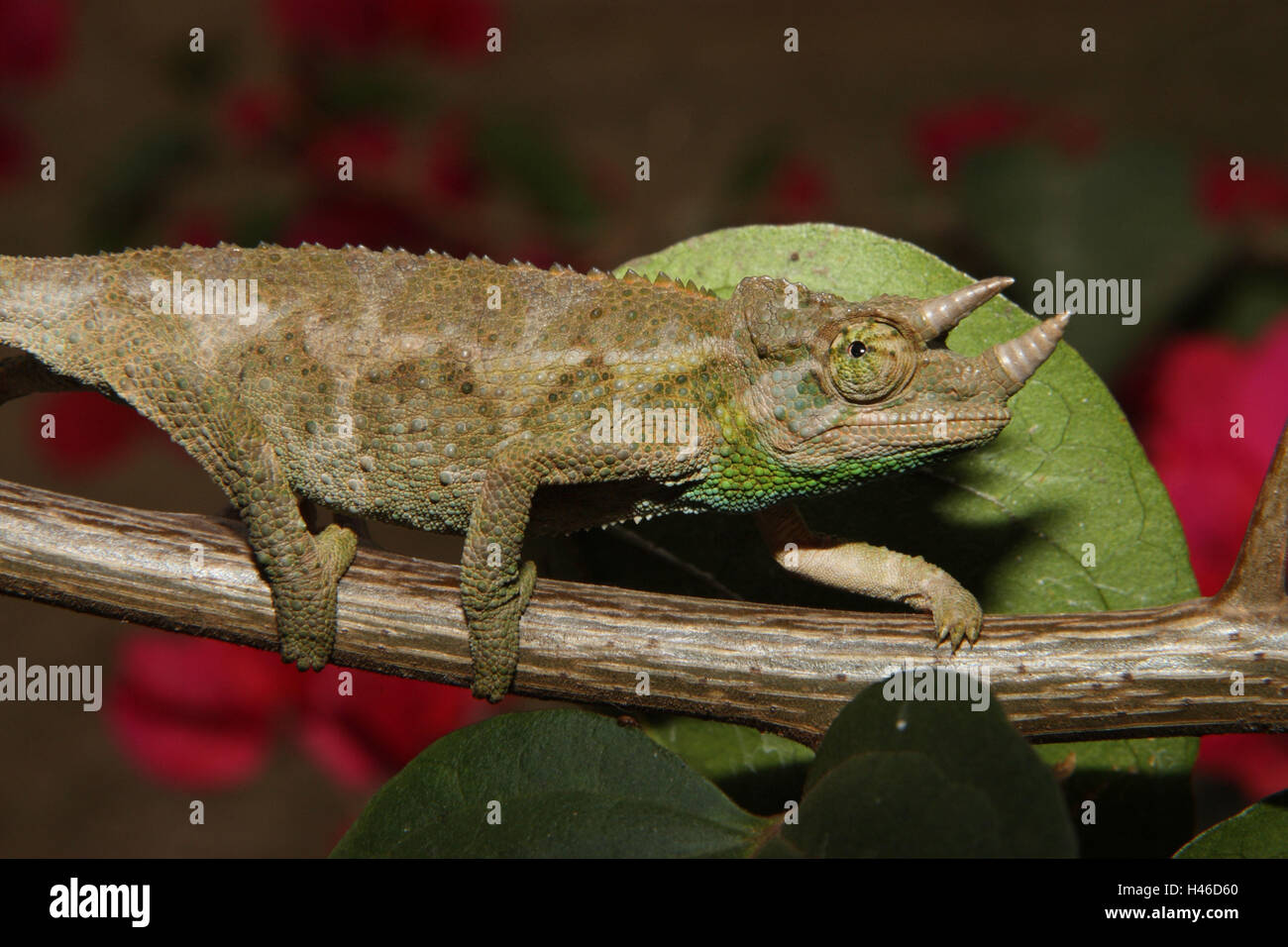 3 avvisatore acustico chameleon su un ramo, Foto Stock