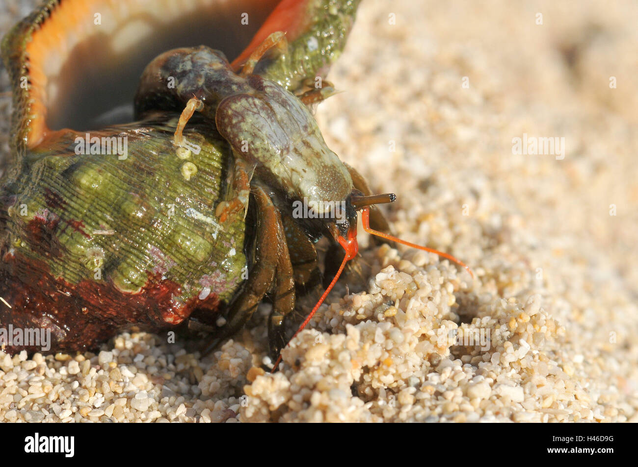 Il granchio eremita nel paese, Foto Stock