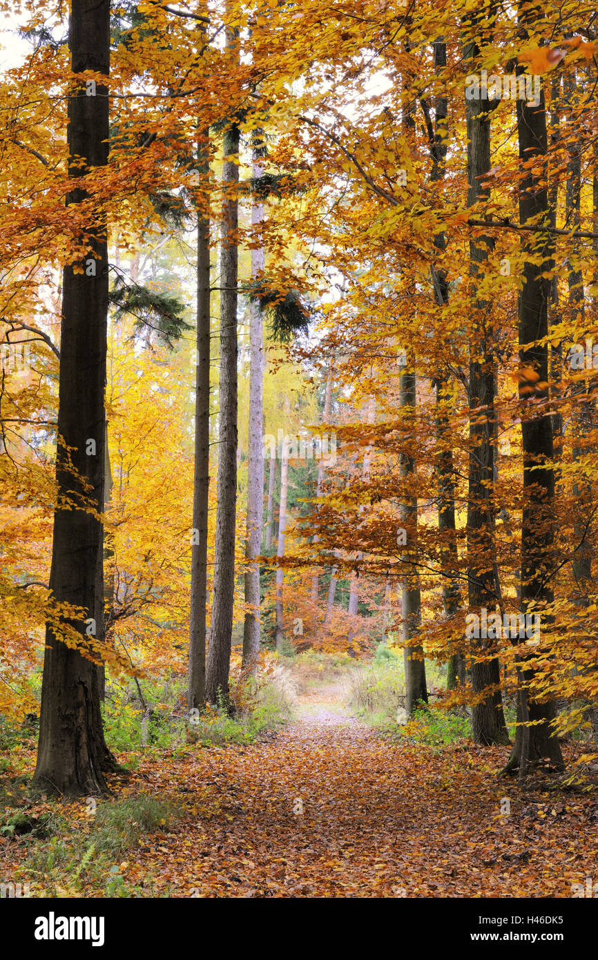 Strada forestale in autunno Foto Stock