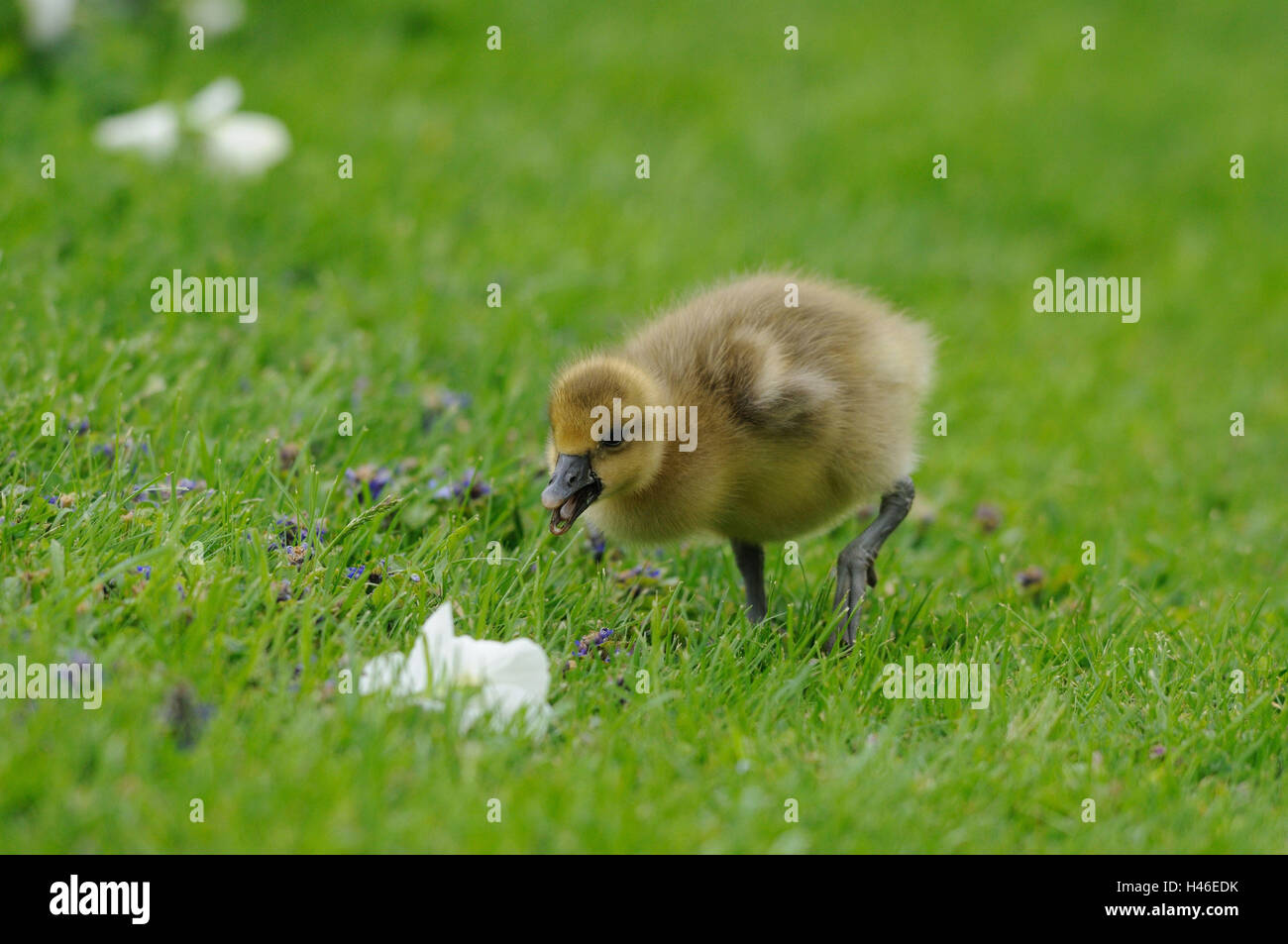 Oca Graylag, Anser anser, prato, andare, con testa, la messa a fuoco in primo piano, Foto Stock