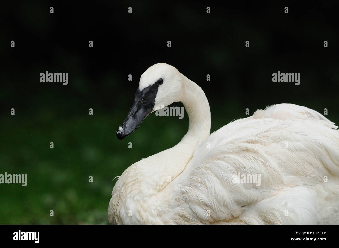 La tromba del giocatore, swan Cygnus buccinatore, sedersi, vista laterale, la messa a fuoco in primo piano, Foto Stock