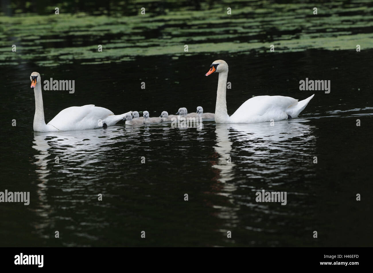 Gobba swan, Cygnus olor, vecchi animali con pulcino, lago, nuotare, vista laterale Foto Stock Gobba swan, Cygnus olor, vecchi animali con pulcino, lago, nuotare, vista laterale Foto Stock