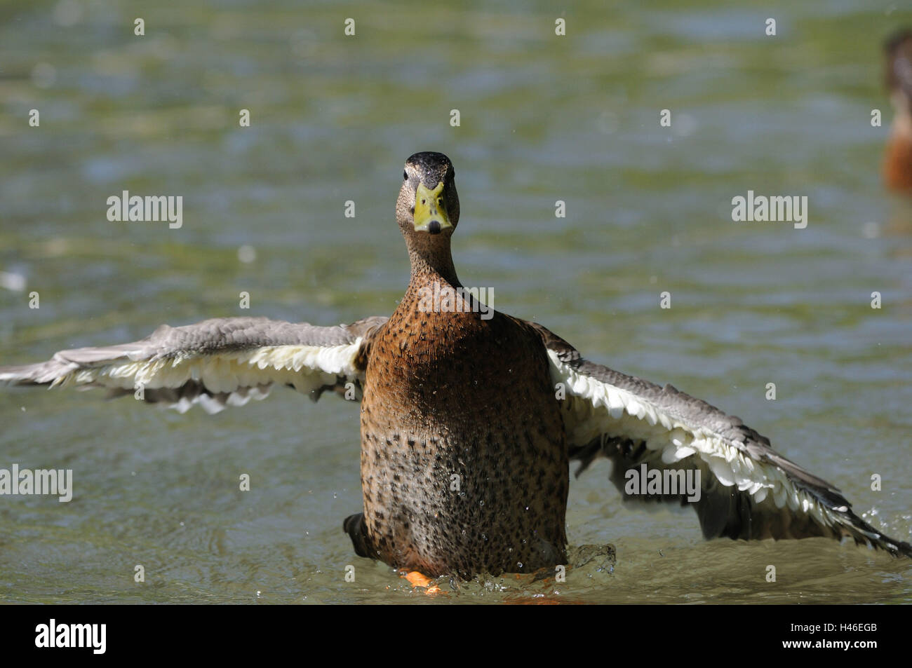 Il Germano Reale, Anas platyrhynchos, acqua, agitare, con testa, vista la telecamera, Foto Stock Il Germano Reale, Anas platyrhynchos, acqua, agitare, con testa, vista la telecamera, Foto Stock