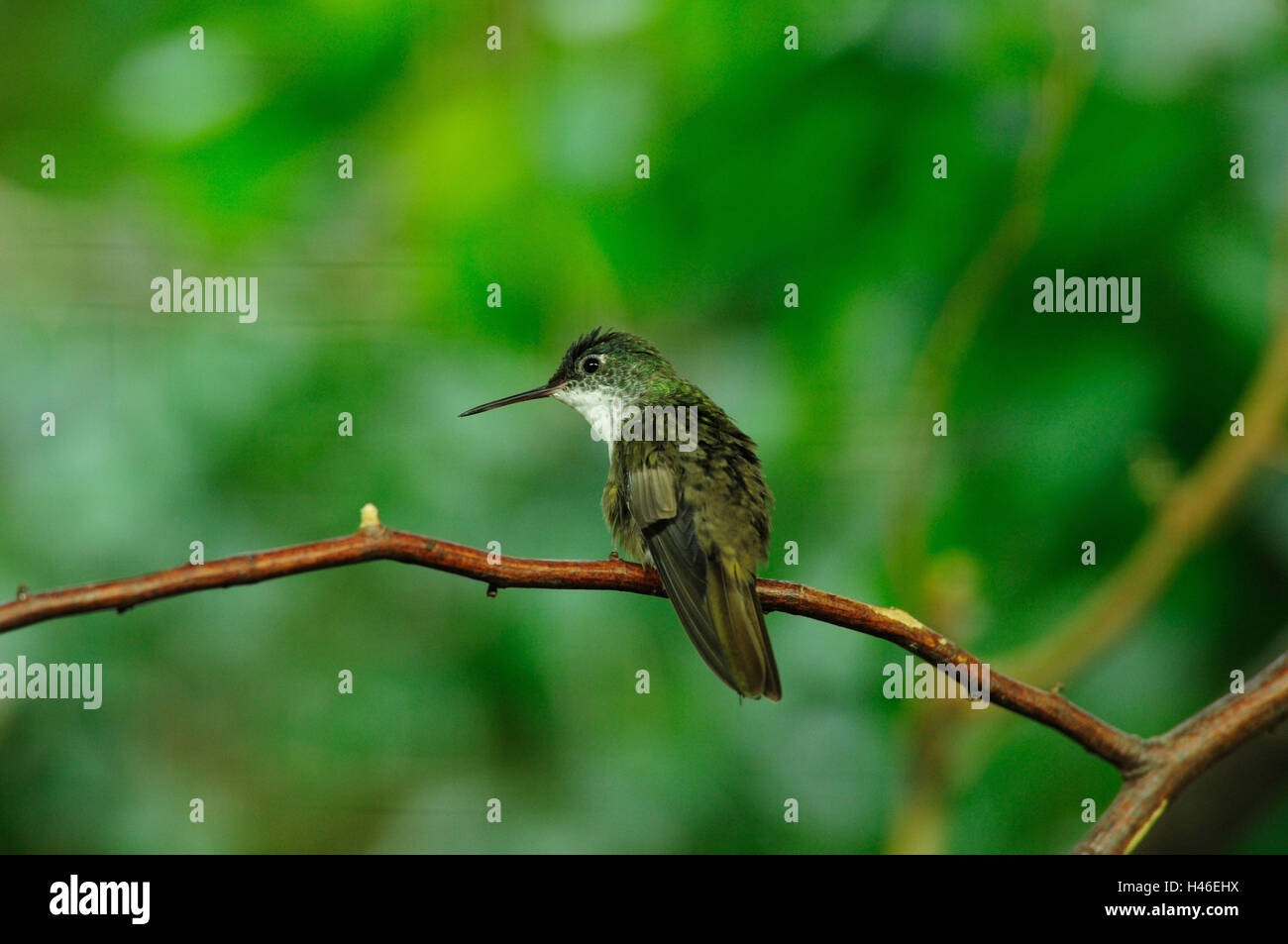 Blaukopfamazilie, Amazilia cyanocephala, ramo, sedersi, in vista laterale Foto Stock