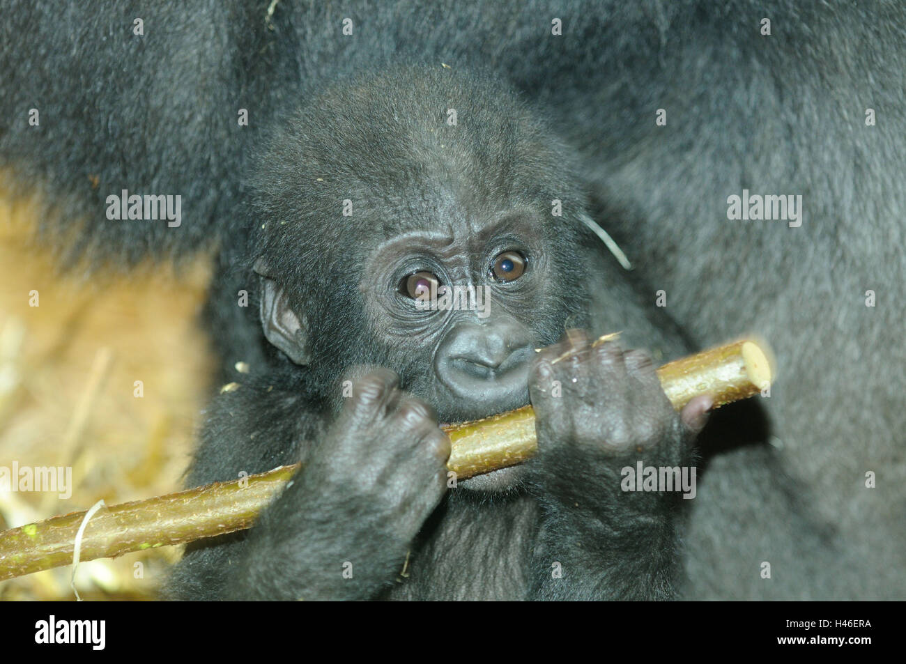 Pianura gorilla giovane animale, ritratto, Foto Stock