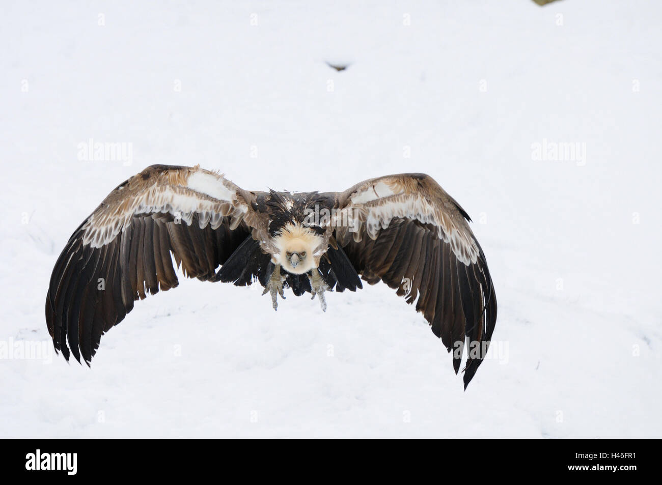 Grifone, Gyps fulvus, neve vista frontale, volare, guardando la telecamera, Foto Stock Grifone, Gyps fulvus, neve vista frontale, volare, guardando la telecamera, Foto Stock