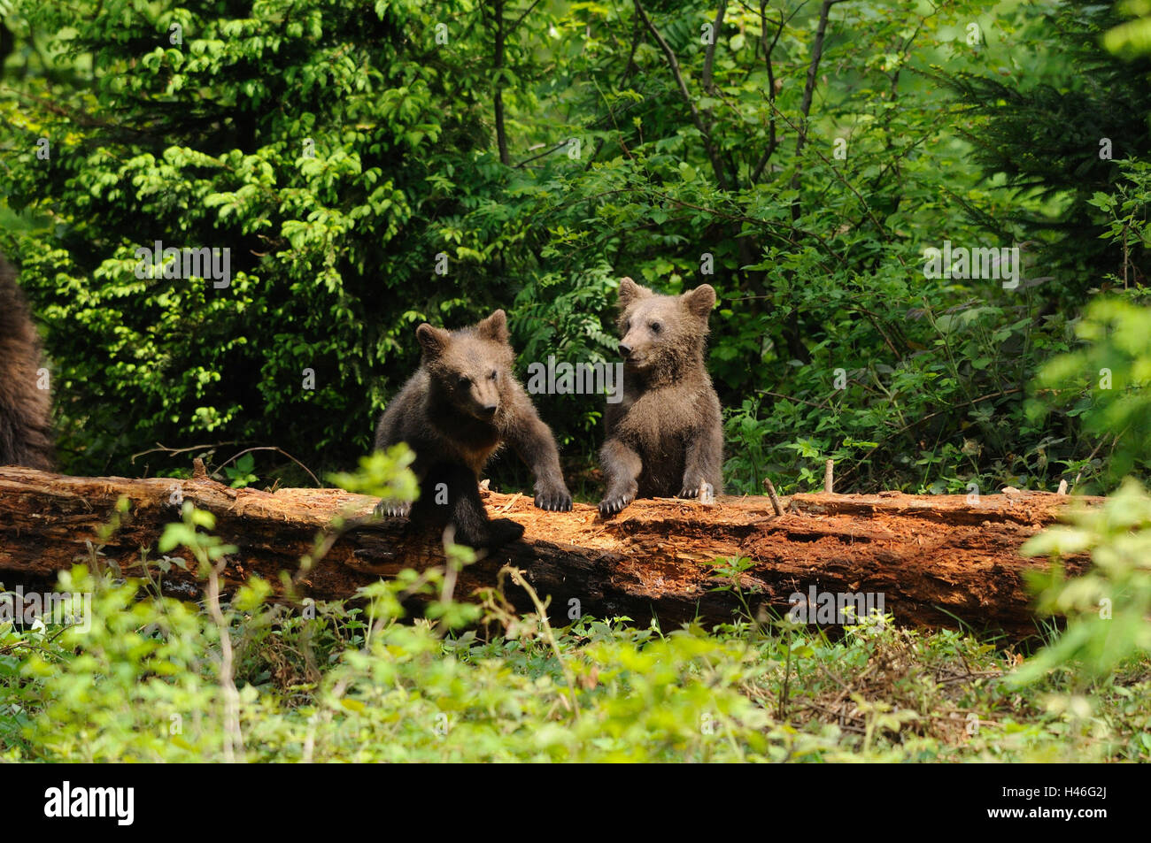 Unione orsi bruni, Ursus arctos arctos, animali giovani, riprodurre, visualizzare nella fotocamera, Foto Stock