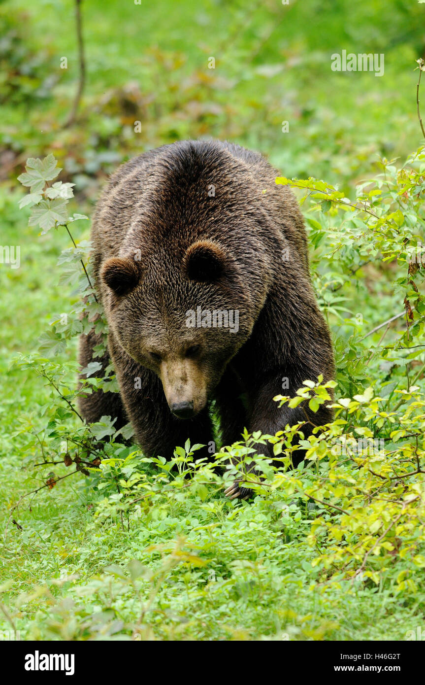 Unione di orso bruno Ursus arctos arctos, vista frontale, passeggiate, Foto Stock