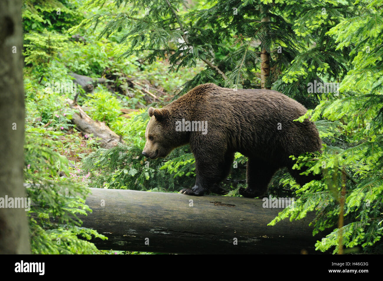 Unione di orso bruno Ursus arctos arctos, tronco, vista laterale, passeggiate, paesaggio, Foto Stock