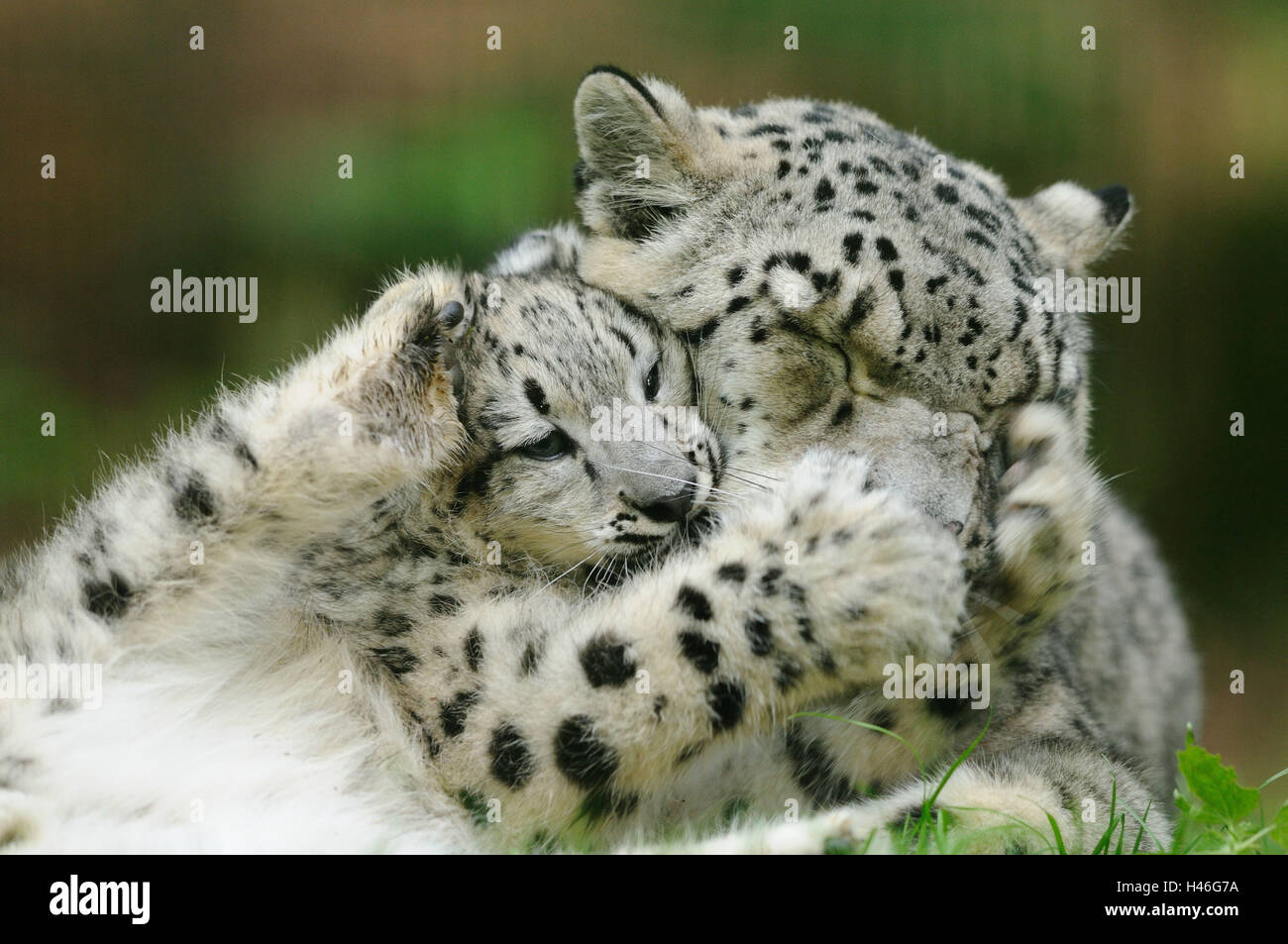 I leopardi delle nevi, Uncia uncia, madre con animale giovane, giocare, guardare fotocamera, Foto Stock