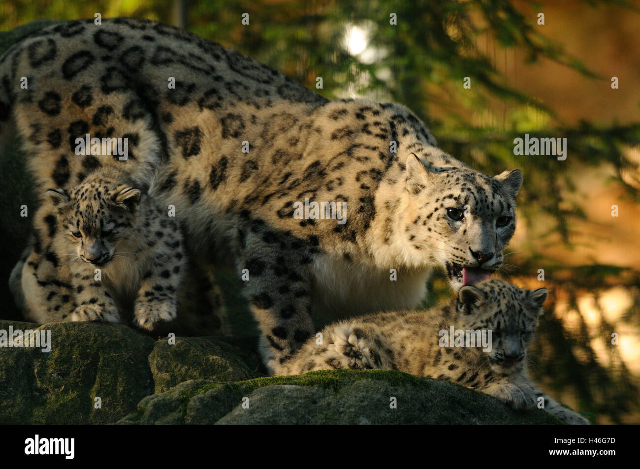 I leopardi delle nevi, Uncia uncia, madre di animali giovani, rock, guardando la telecamera, Foto Stock