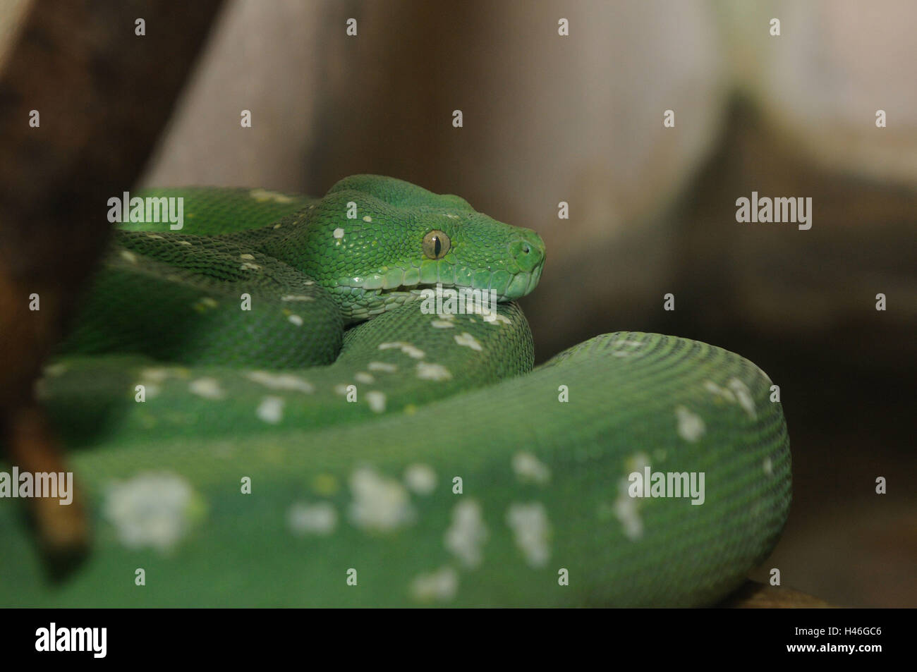 Green Tree python, Morelia viridis, tree python, vista laterale, sdraiato, Foto Stock