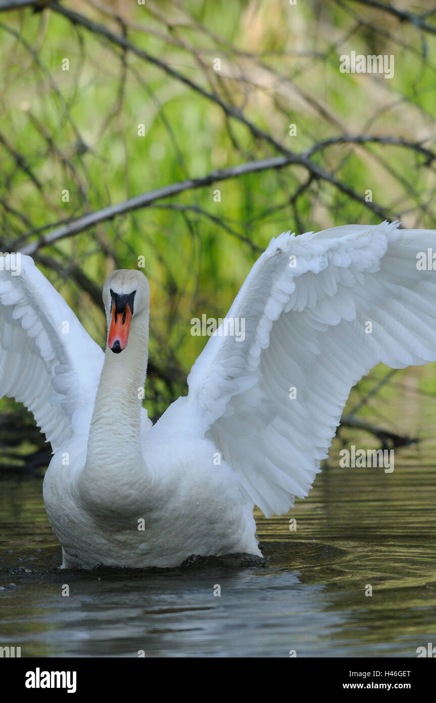 Gobba swan, Cygnus olor, acqua, agitare, con testa, Foto Stock Gobba swan, Cygnus olor, acqua, agitare, con testa, Foto Stock