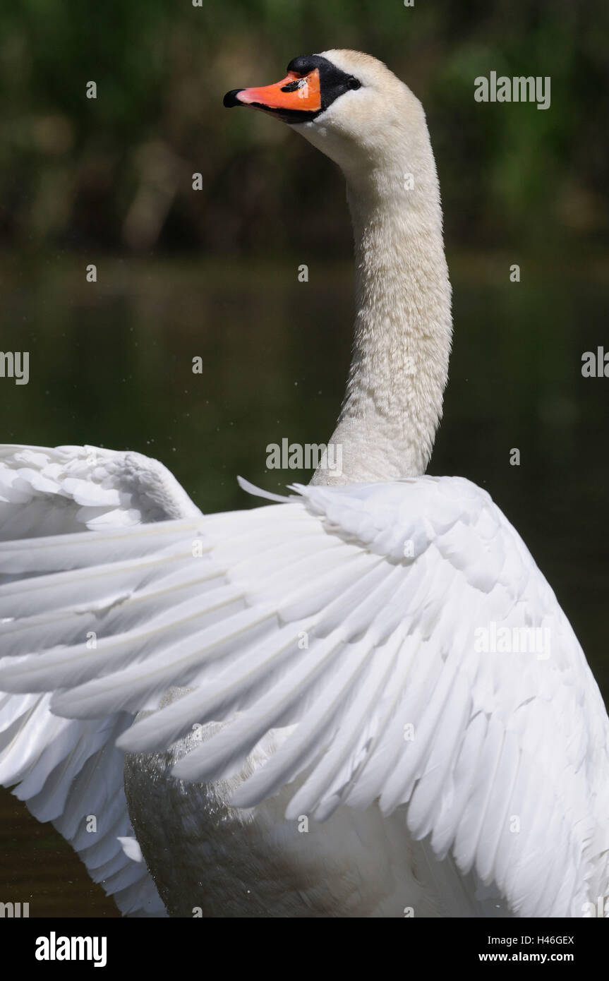 Cigno, Cygnus olor, metà ritratto, preening, vista laterale Foto Stock