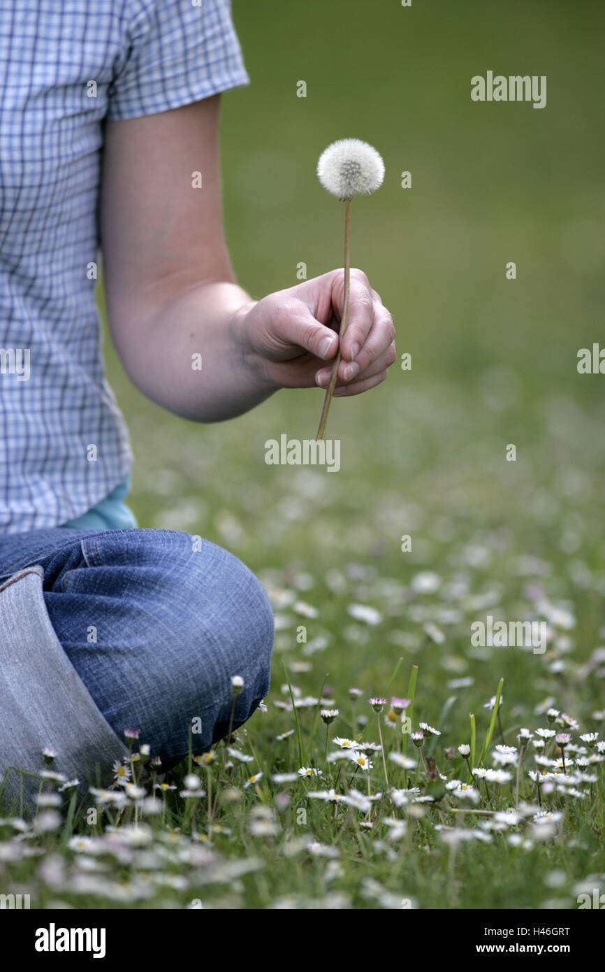 Donna, mano, blowball, fiore prato, seduta, close-up, dettaglio Foto Stock