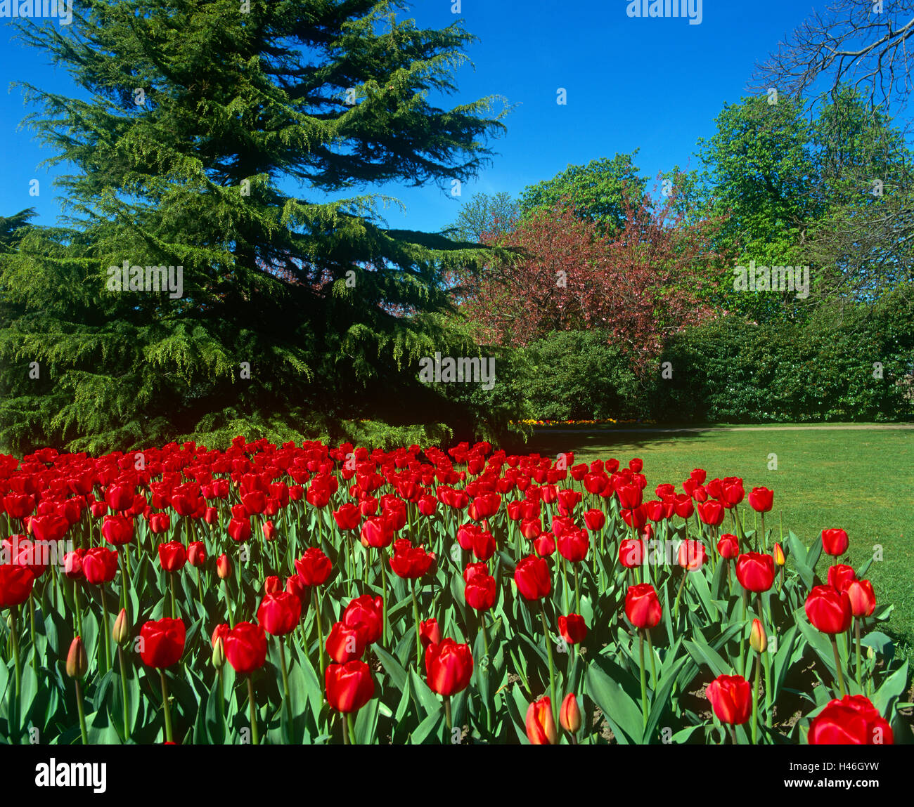 Greenwich Park a Londra Foto Stock