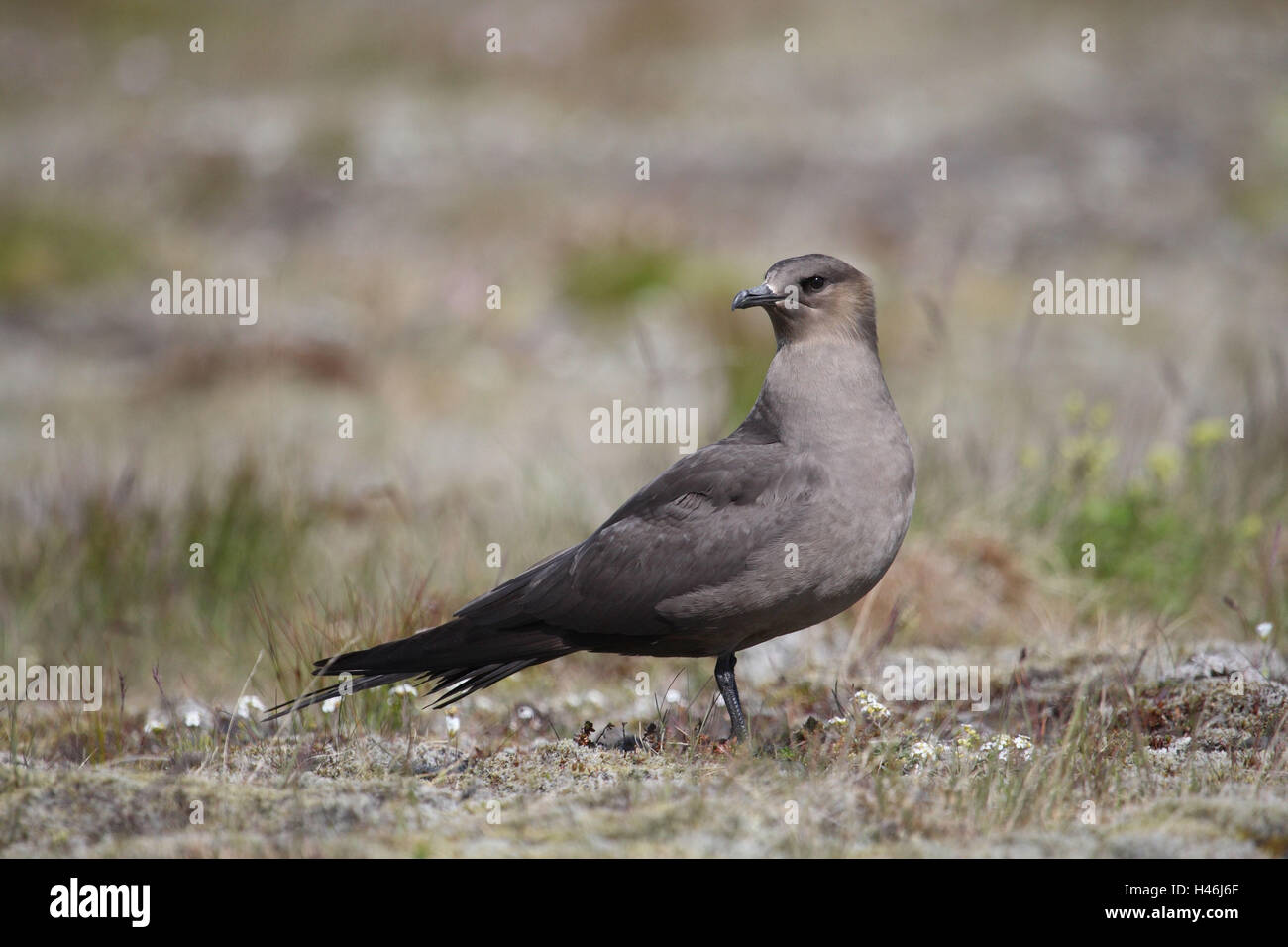 Grandi Predatori di gabbiano, Foto Stock