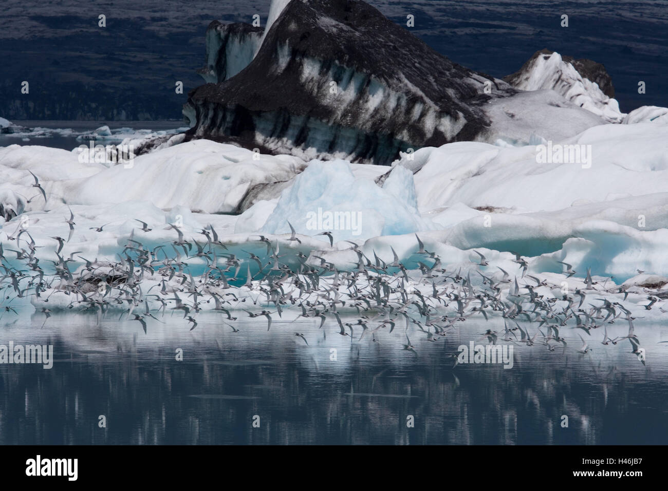 L'Islanda, la laguna glaciale Jökulsarlon, iceberg, uccelli, volare, Europa, Islanda, natura, ghiacciaio, ghiacciaio, lago, laguna, lago glaciale, ghiaccio, acqua, animali, Colonia, mondo animale area di covata, sogno, bird's dream, nero, si sporca, dirtily, Foto Stock