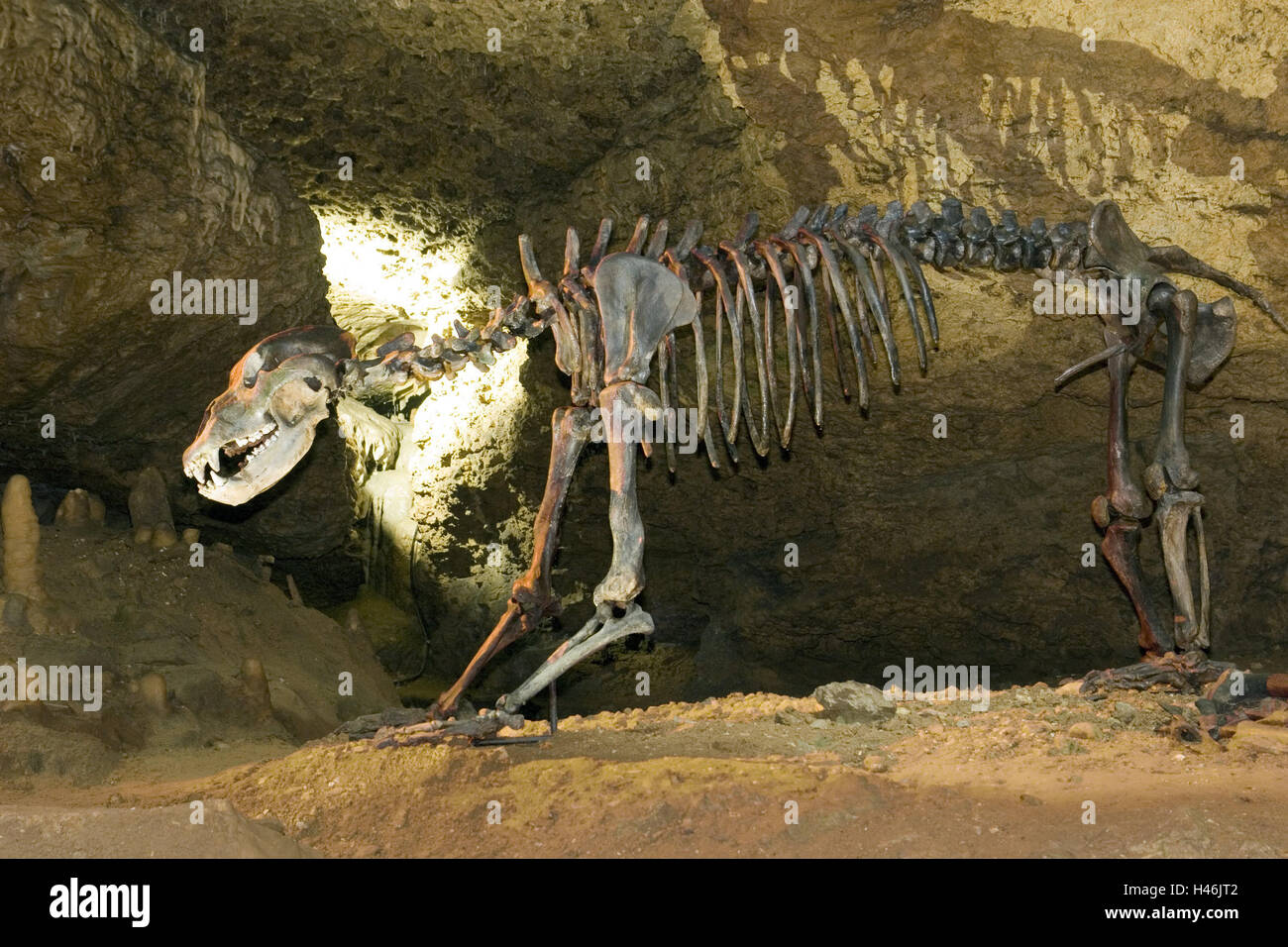 In Germania, in Baviera, Pottenstein, devil's pit, orso delle caverne, Ursus spelaeus, scheletro, Franconia, pit, rock, ricostruzione, lo scheletro di animale, bear's scheletro, animale, orso, bear's tipo, estinto, pit, orso delle caverne, Pleistozän, luogo di interesse, sole, Foto Stock
