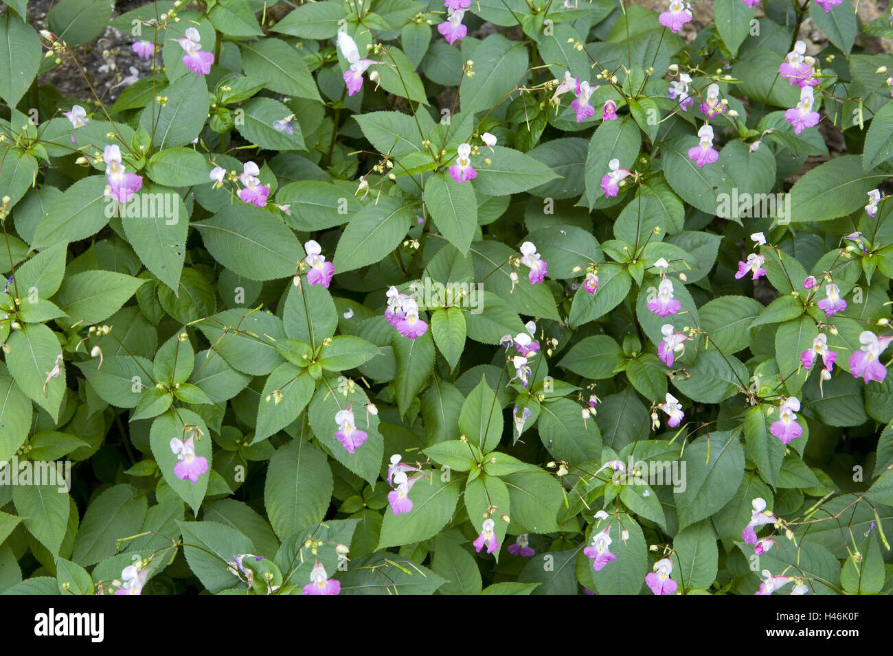 Real Springkraut Impatiens noli-tangere, dettaglio, foglie, fiori, Foto Stock