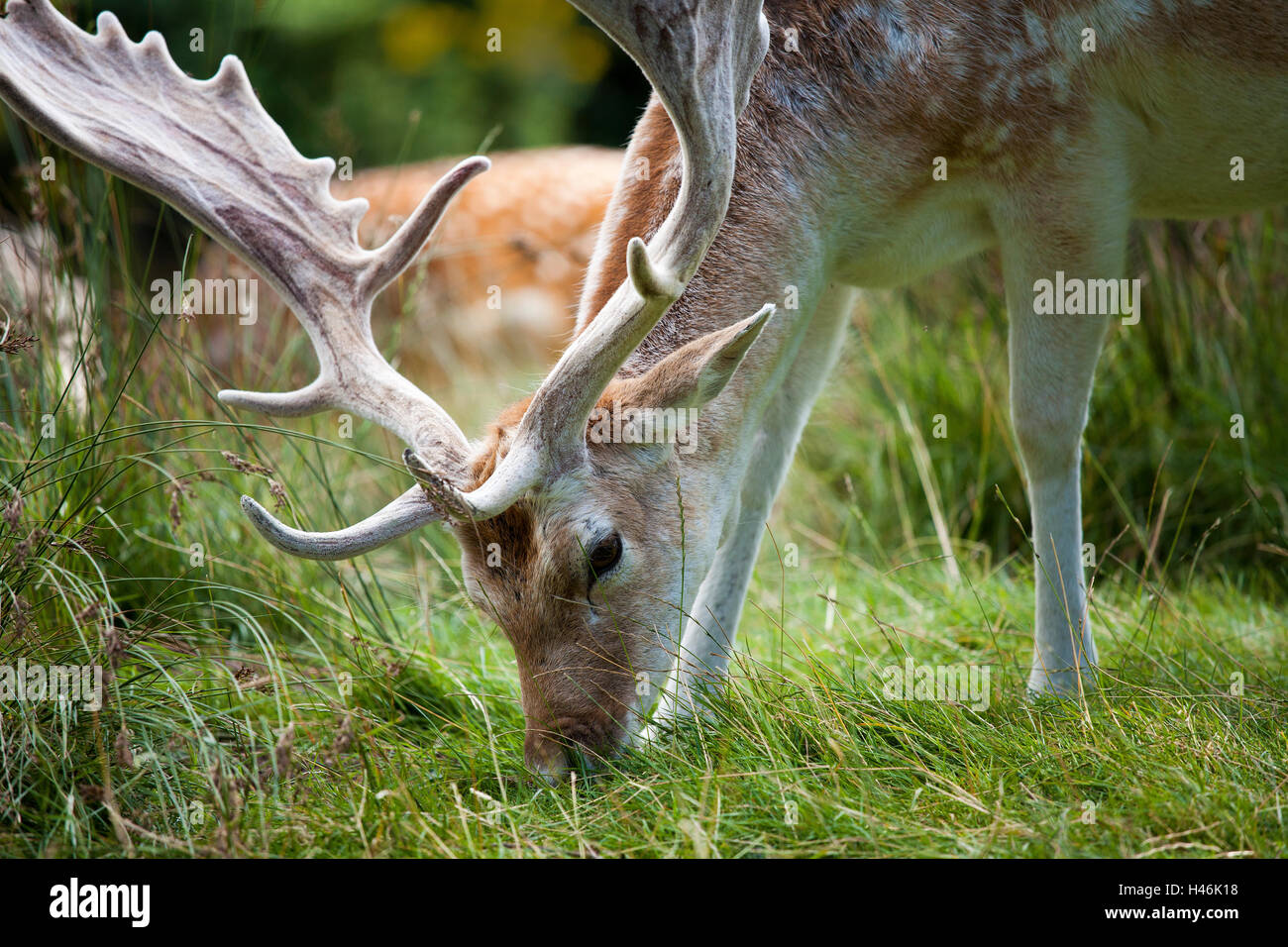 Cervi a riposo che pascolano sull'erba verde con impressionanti corna, ravvicinati con ritratti di fauna selvatica in un parco naturale. Foto Stock
