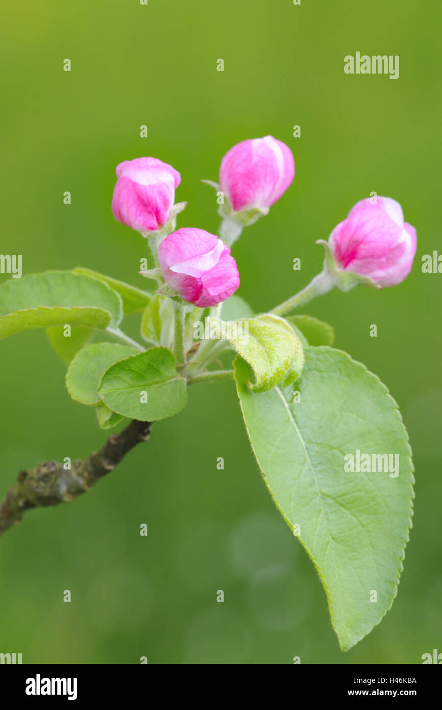 Apple Blossom, gemme, medium close-up, il melo, alberi, fiori, chiuso, rosa, molla, botanica, la coltivazione di alberi da frutto, fuori stagione, l'agricoltura, la coltivazione di frutta, frutteto, dolcemente, foglie, Foto Stock