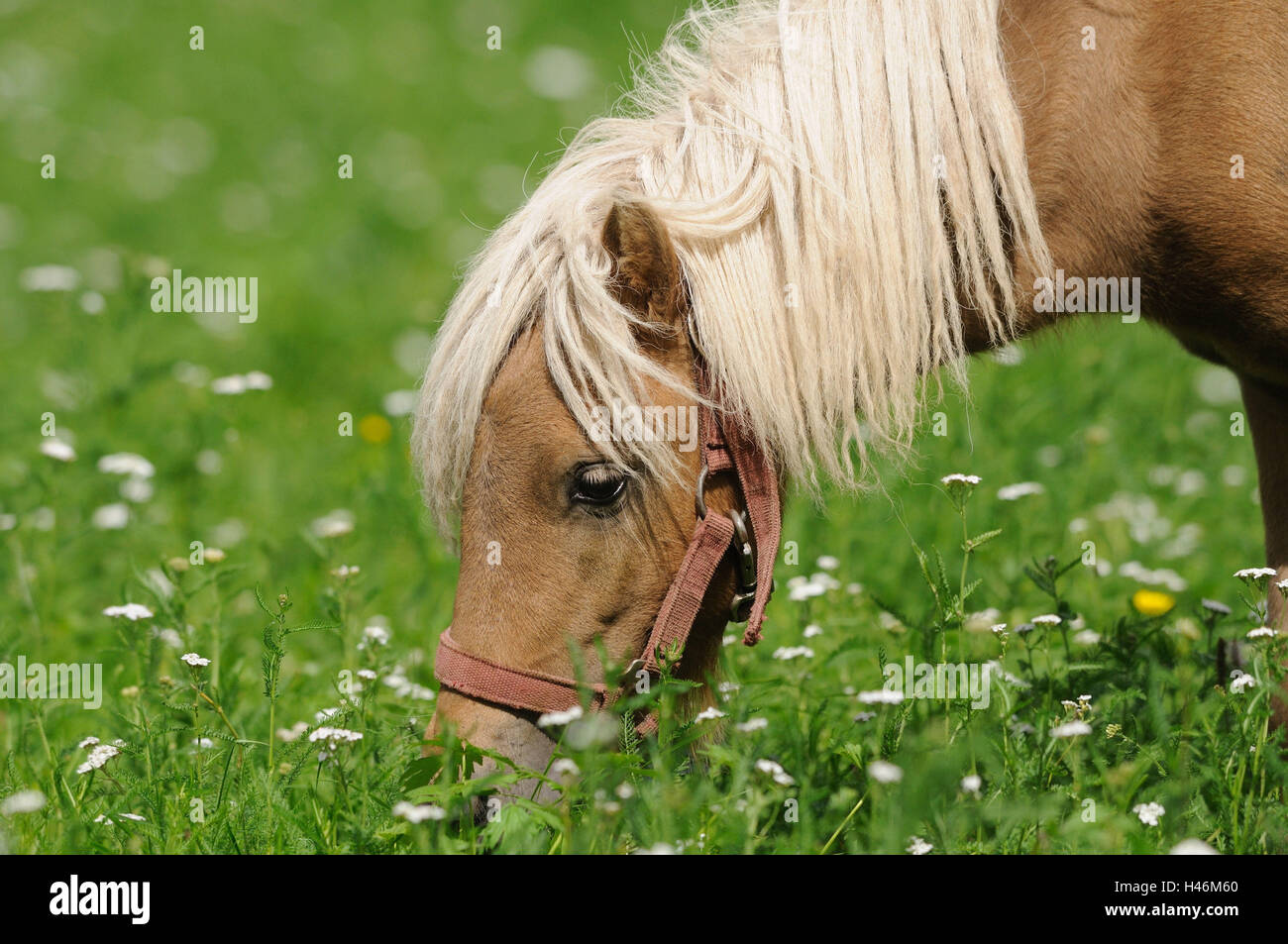 Pony Welsh, prato, mangiare, ritratto, Foto Stock