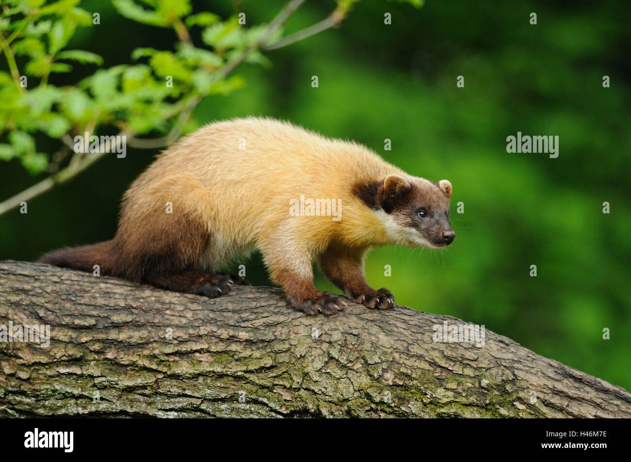 Colorata, Martens Martes flavigula, tronco, sedersi, in vista laterale Foto Stock